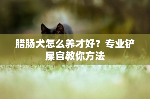 臘腸犬怎么養才好？專業鏟屎官教你方法