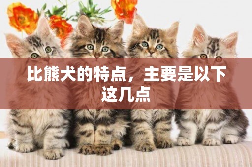 比熊犬的特點，主要是以下這幾點