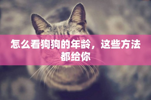 怎么看狗狗的年齡，這些方法都給你