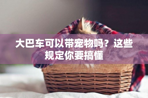 大巴車可以帶寵物嗎？這些規定你要搞懂