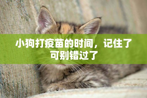 小狗打疫苗的時間，記住了可別錯過了