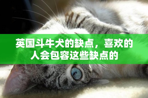 英國斗牛犬的缺點，喜歡的人會包容這些缺點的