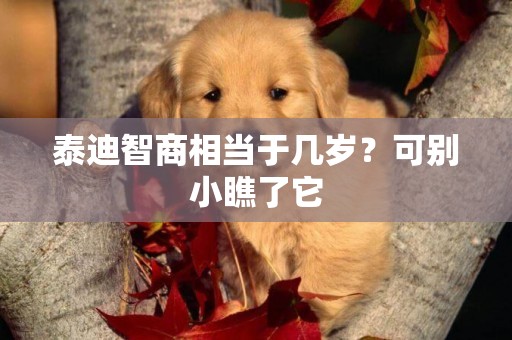 泰迪智商相當于幾歲？可別小瞧了它