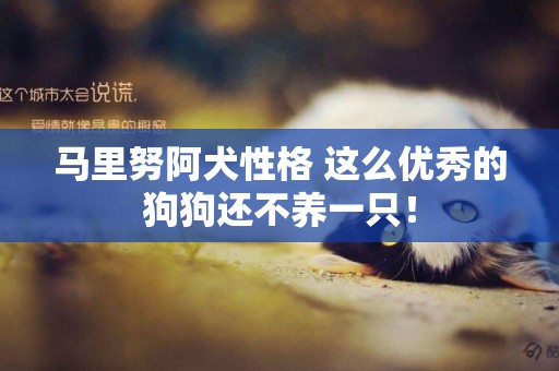 馬里努阿犬性格 這么優秀的狗狗還不養一只！