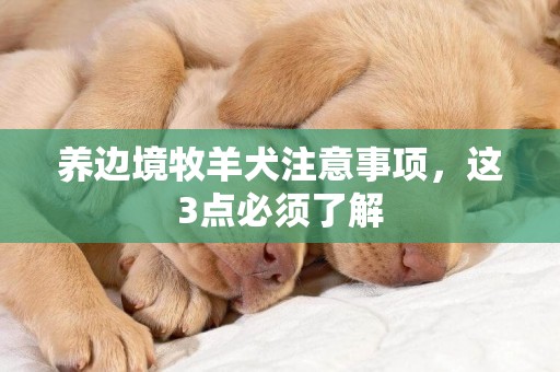 養邊境牧羊犬注意事項，這3點必須了解