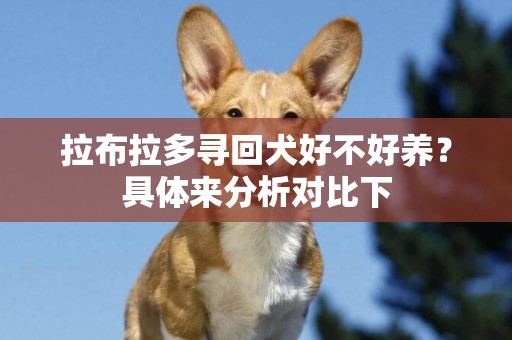 拉布拉多尋回犬好不好養？具體來分析對比下