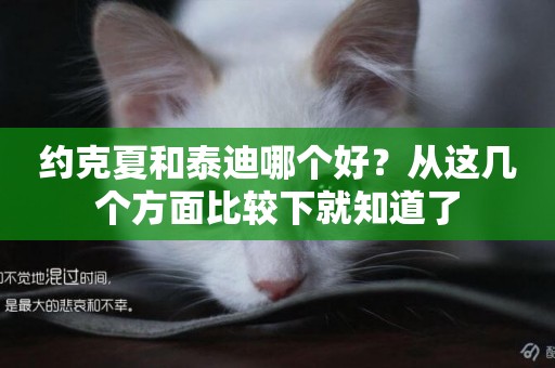 約克夏和泰迪哪個好？從這幾個方面比較下就知道了