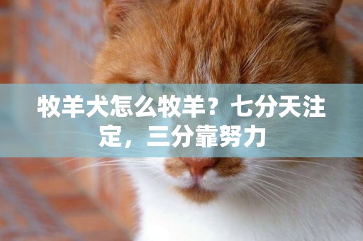 牧羊犬怎么牧羊？七分天注定，三分靠努力