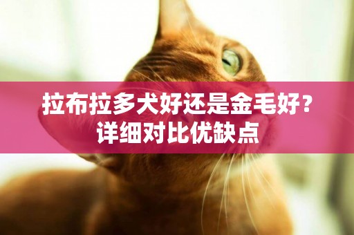 拉布拉多犬好還是金毛好？詳細對比優缺點