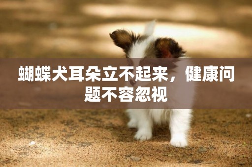 蝴蝶犬耳朵立不起來，健康問題不容忽視
