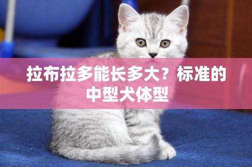 拉布拉多能長多大？標準的中型犬體型