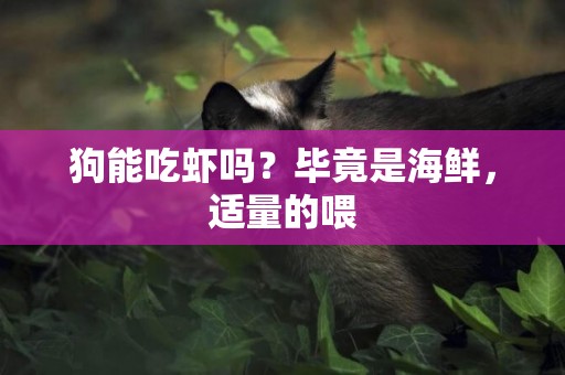 狗能吃蝦嗎？畢竟是海鮮，適量的喂