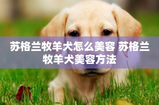 蘇格蘭牧羊犬怎么美容 蘇格蘭牧羊犬美容方法