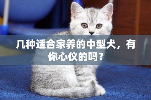 幾種適合家養的中型犬，有你心儀的嗎？