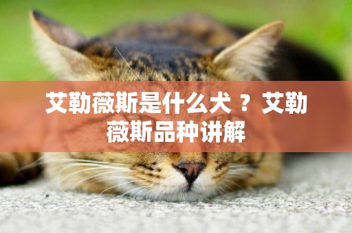 艾勒薇斯是什么犬 ？艾勒薇斯品種講解