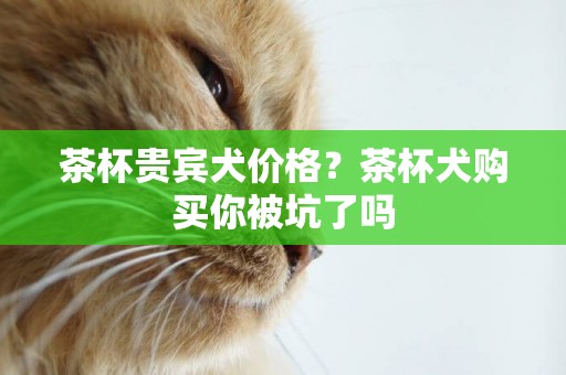 茶杯貴賓犬價格？茶杯犬購買你被坑了嗎