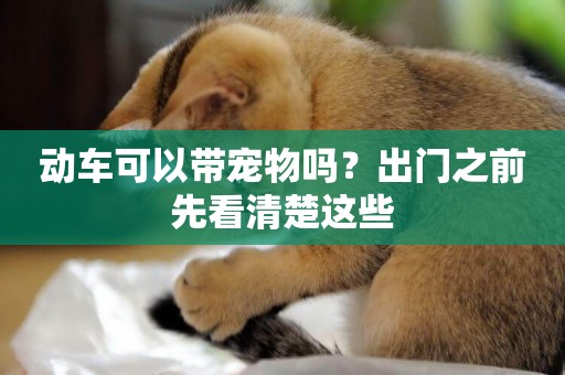 動車可以帶寵物嗎？出門之前先看清楚這些
