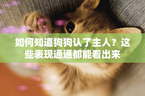 如何知道狗狗認了主人？這些表現通通都能看出來