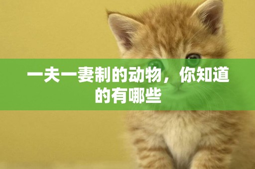 一夫一妻制的動物，你知道的有哪些