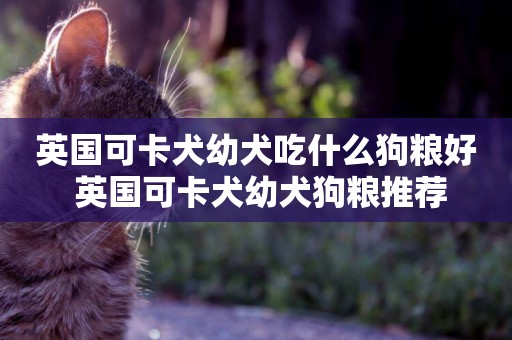 英國可卡犬幼犬吃什么狗糧好 英國可卡犬幼犬狗糧推薦