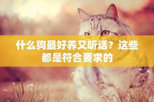什么狗最好養又聽話？這些都是符合要求的
