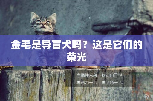 金毛是導盲犬嗎？這是它們的榮光
