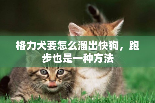 格力犬要怎么溜出快狗，跑步也是一種方法