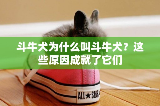 斗牛犬為什么叫斗牛犬？這些原因成就了它們