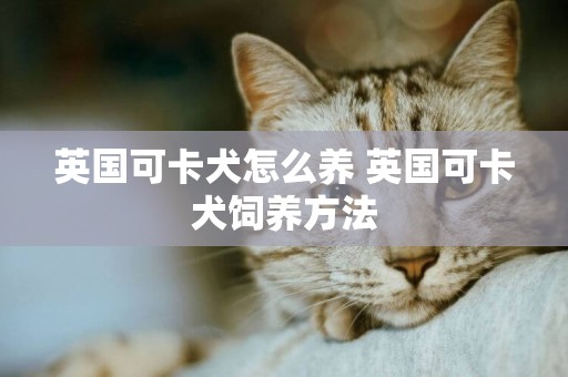 英國可卡犬怎么養 英國可卡犬飼養方法
