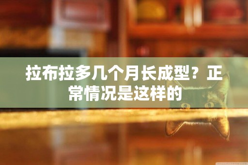 拉布拉多幾個月長成型？正常情況是這樣的
