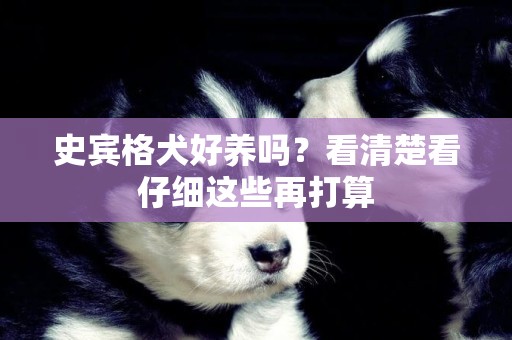 史賓格犬好養嗎？看清楚看仔細這些再打算
