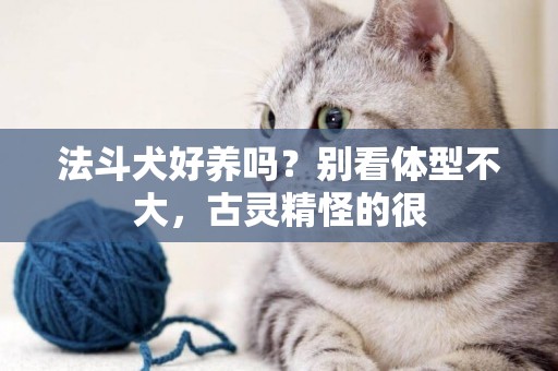 法斗犬好養嗎？別看體型不大，古靈精怪的很