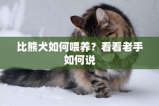 比熊犬如何喂養？看看老手如何說