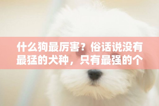 什么狗最厲害？俗話說沒有最猛的犬種，只有最強的個體