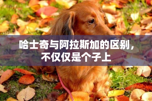 哈士奇與阿拉斯加的區別，不僅僅是個子上