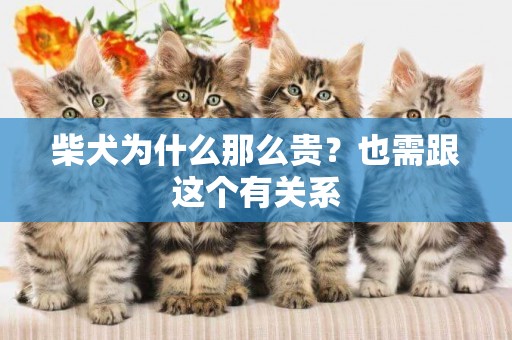 柴犬為什么那么貴？也需跟這個有關系