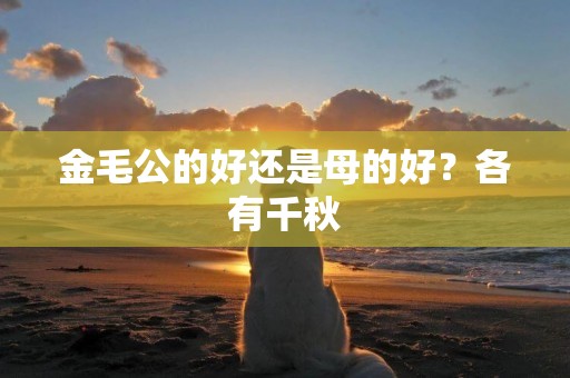 金毛公的好還是母的好？各有千秋