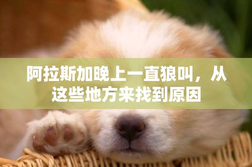 阿拉斯加晚上一直狼叫，從這些地方來找到原因