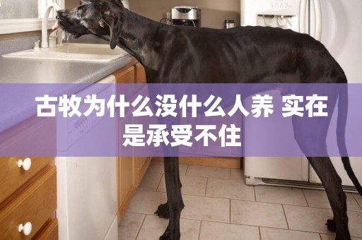 古牧為什么沒什么人養 實在是承受不住
