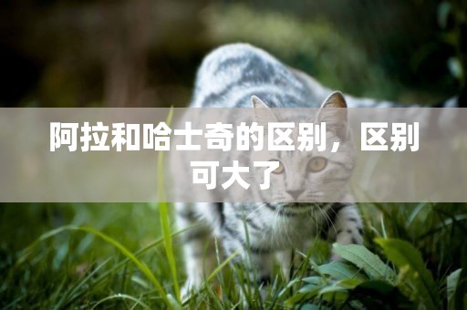 阿拉和哈士奇的區別，區別可大了