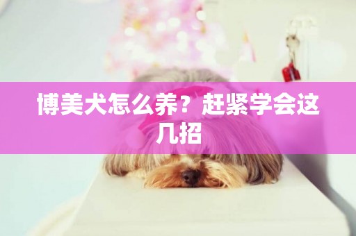 博美犬怎么養？趕緊學會這幾招