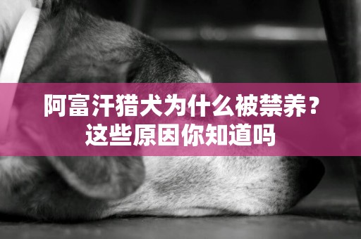阿富汗獵犬為什么被禁養？這些原因你知道嗎