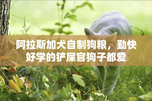 阿拉斯加犬自制狗糧，勤快好學的鏟屎官狗子都愛