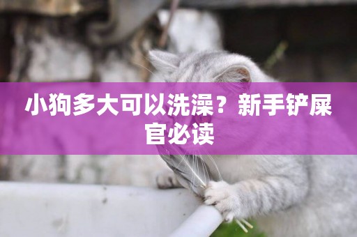 小狗多大可以洗澡？新手鏟屎官必讀