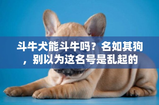斗牛犬能斗牛嗎？名如其狗，別以為這名號是亂起的