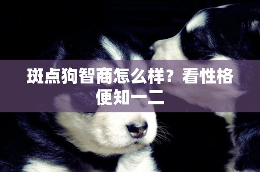 斑點狗智商怎么樣？看性格便知一二