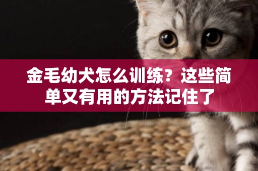 金毛幼犬怎么訓練？這些簡單又有用的方法記住了
