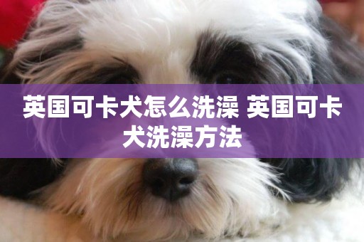 英國可卡犬怎么洗澡 英國可卡犬洗澡方法