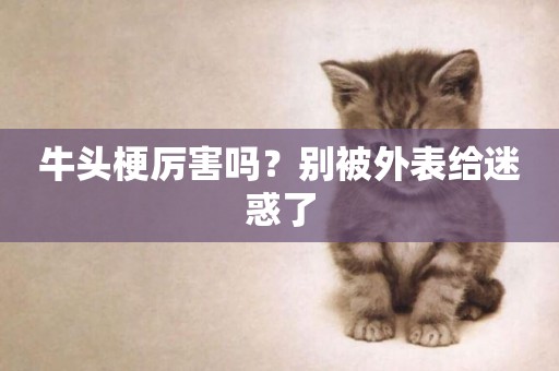 牛頭梗厲害嗎？別被外表給迷惑了