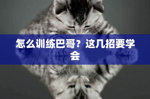 怎么訓練巴哥？這幾招要學會
